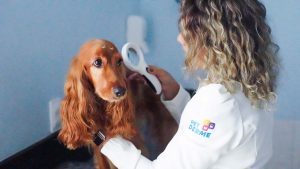 Dermatite Atópica em Cães: Sintomas, Causas e Tratamento